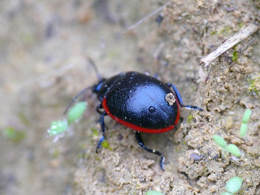 Chrysolina rossia